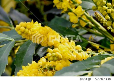 三鷹中原に咲く黄色いホソバヒイラギナンテン 三鷹中原に咲く黄色いホソバヒイラギナンテン 57767330