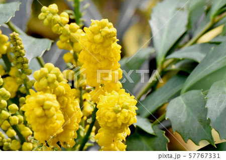 三鷹中原に咲く黄色いホソバヒイラギナンテン 57767331