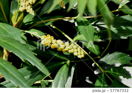 三鷹中原に咲く黄色いホソバヒイラギナンテン 57767332