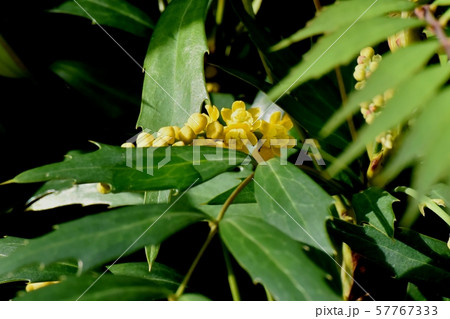 三鷹中原に咲く黄色いホソバヒイラギナンテン 三鷹中原に咲く黄色いホソバヒイラギナンテン 57767333