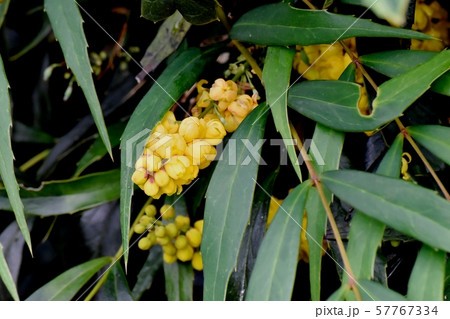 三鷹中原に咲く黄色いホソバヒイラギナンテン 57767334