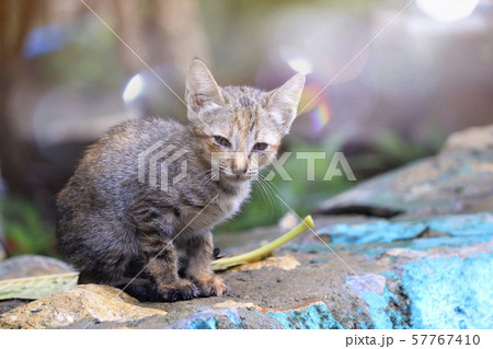 The nature of the cat is playing in the garden 57767410