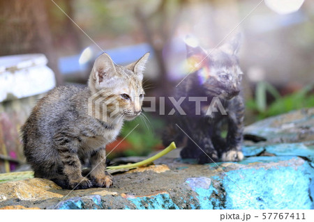 The nature of the cat is playing in the garden 57767411