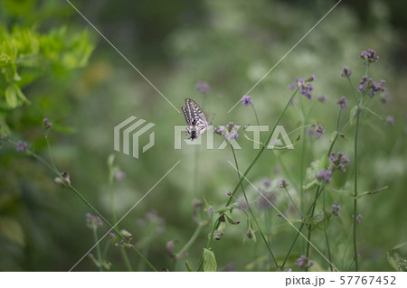 アゲハチョウ アゲハチョウ 57767452