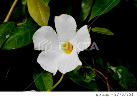 三鷹中原に咲く白いサンパラソル（マンデビラ） 57767551