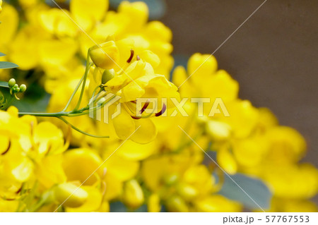 三鷹中原に咲く黄色いコバノセンナの花 57767553