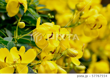 三鷹中原に咲く黄色いコバノセンナの花 三鷹中原に咲く黄色いコバノセンナの花 57767554