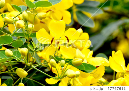 三鷹中原に咲く黄色いコバノセンナの花 57767611