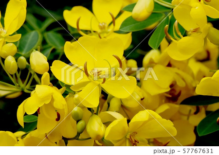 三鷹中原に咲く黄色いコバノセンナの花 三鷹中原に咲く黄色いコバノセンナの花 57767631