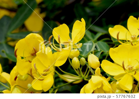 三鷹中原に咲く黄色いコバノセンナの花 三鷹中原に咲く黄色いコバノセンナの花 57767632