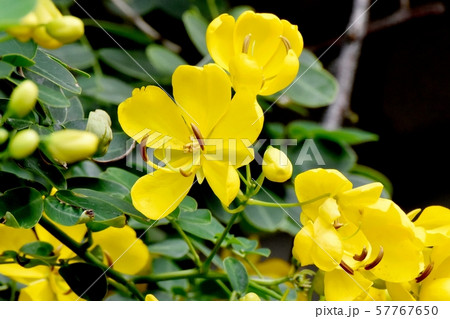 三鷹中原に咲く黄色いコバノセンナの花 三鷹中原に咲く黄色いコバノセンナの花 57767650