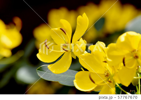 三鷹中原に咲く黄色いコバノセンナの花 三鷹中原に咲く黄色いコバノセンナの花 57767670