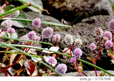 三鷹中原に咲くピンクのヒメツルソバ 57767686