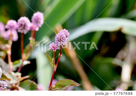 三鷹中原に咲くピンクのヒメツルソバ 57767688