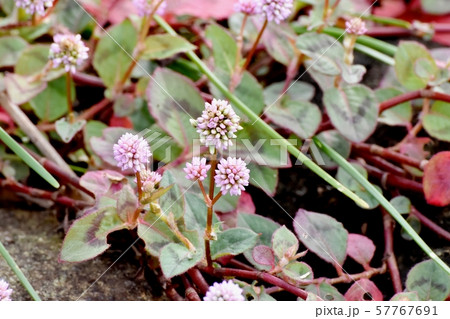 三鷹中原に咲くピンクのヒメツルソバ 57767691
