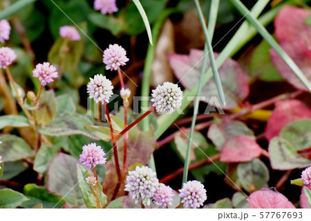 三鷹中原に咲くピンクのヒメツルソバ 三鷹中原に咲くピンクのヒメツルソバ 57767693