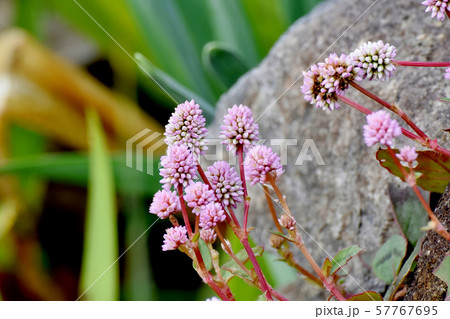三鷹中原に咲くピンクのヒメツルソバ 57767695