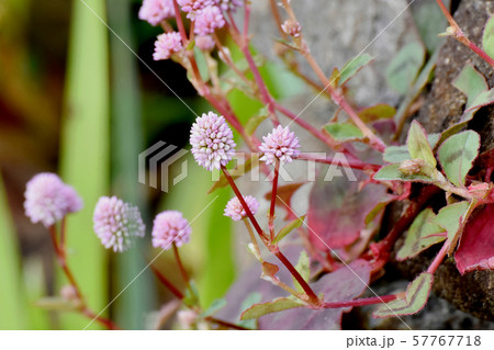 三鷹中原に咲くピンクのヒメツルソバ 57767718