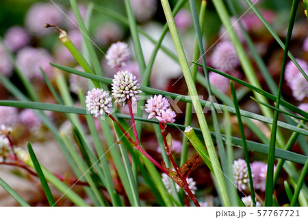三鷹中原に咲くピンクのヒメツルソバ 57767721