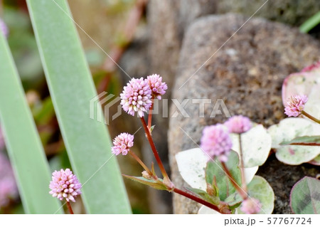 三鷹中原に咲くピンクのヒメツルソバ 57767724