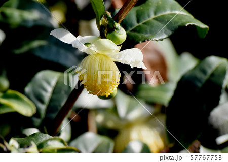 三鷹中原に咲く白いチャノキの花 三鷹中原に咲く白いチャノキの花 57767753