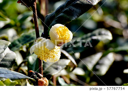 三鷹中原に咲く白いチャノキの花 三鷹中原に咲く白いチャノキの花 57767754