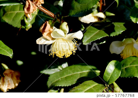 三鷹中原に咲く白いチャノキの花 57767768