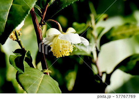 三鷹中原に咲く白いチャノキの花 57767769