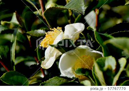 三鷹中原に咲く白いチャノキの花 三鷹中原に咲く白いチャノキの花 57767770