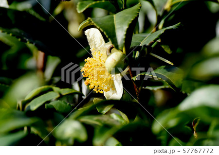 三鷹中原に咲く白いチャノキの花 57767772