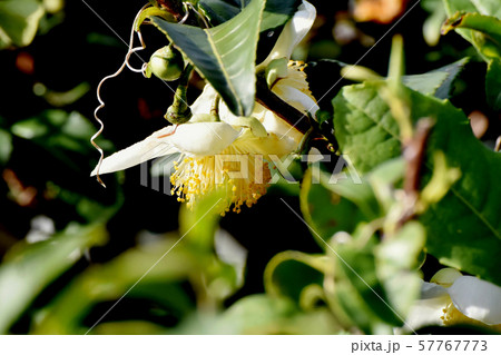 三鷹中原に咲く白いチャノキの花 57767773