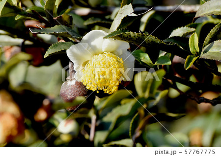三鷹中原に咲く白いチャノキの花 57767775
