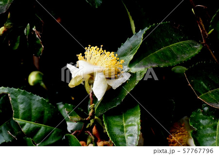 三鷹中原に咲く白いチャノキの花 57767796