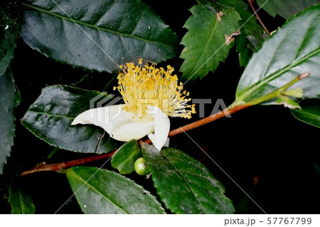 三鷹中原に咲く白いチャノキの花 57767799