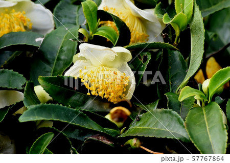 三鷹中原に咲く白いチャノキの花 57767864