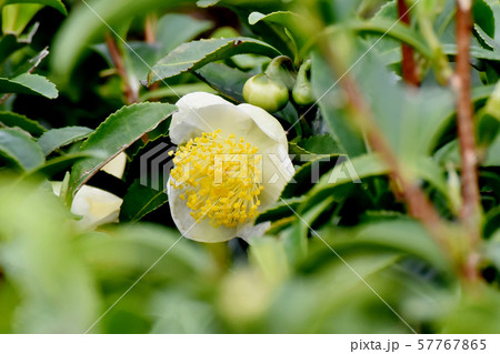 三鷹中原に咲く白いチャノキの花 57767865