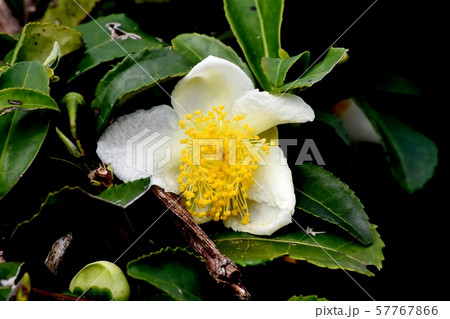 三鷹中原に咲く白いチャノキの花 57767866