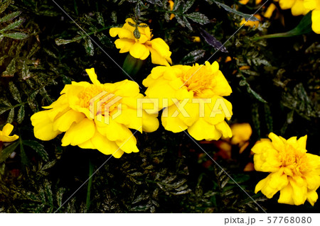 三鷹中原に咲く黄色いマリーゴールド 57768080