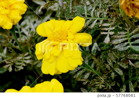 三鷹中原に咲く黄色いマリーゴールド 57768081