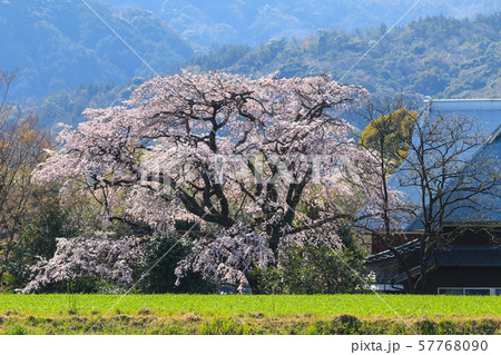 宝珠寺のしだれ桜 宝珠寺のしだれ桜 57768090