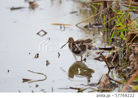 秋、ハス田に飛来したタシギ 57768222