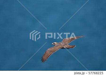 鳴門海峡上を飛翔するサシバ01 57768225