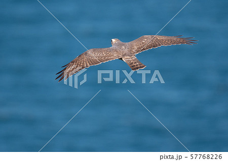 鳴門海峡上を飛翔するサシバ02 57768226