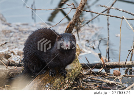 水辺のミンク 57768374