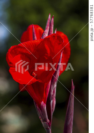 紅色のカンナの花 紅色のカンナの花 57768381