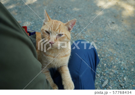 猫 野良猫 奇跡の再会 茶トラ チャー坊 行方不明 二ヶ月の写真素材