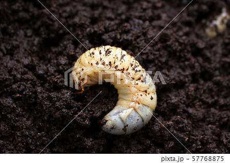 カブトムシの幼虫 57768875