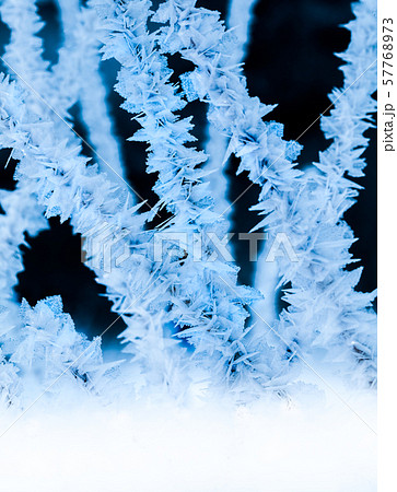 氷点下15度の世界・この結晶が目視できる速度で成長します。真夜中の積雪2mの湿原。広島県 氷点下15度の世界・この結晶が目視できる速度で成長します。真夜中の積雪2mの湿原。広島県 57768973