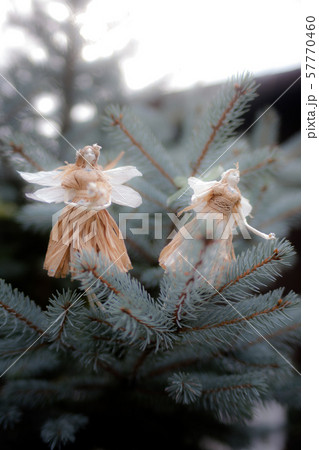 妖精 妖精 57770460