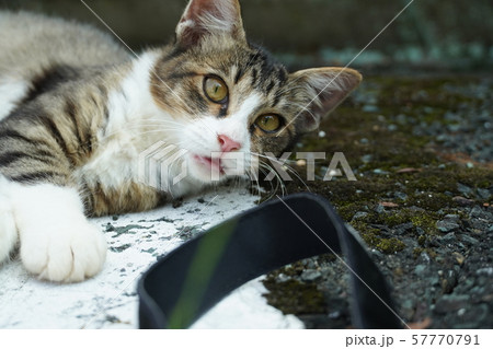 猫 野良猫 サバ白 子猫 まきちゃん 可愛い 戯れ 真夏の写真素材